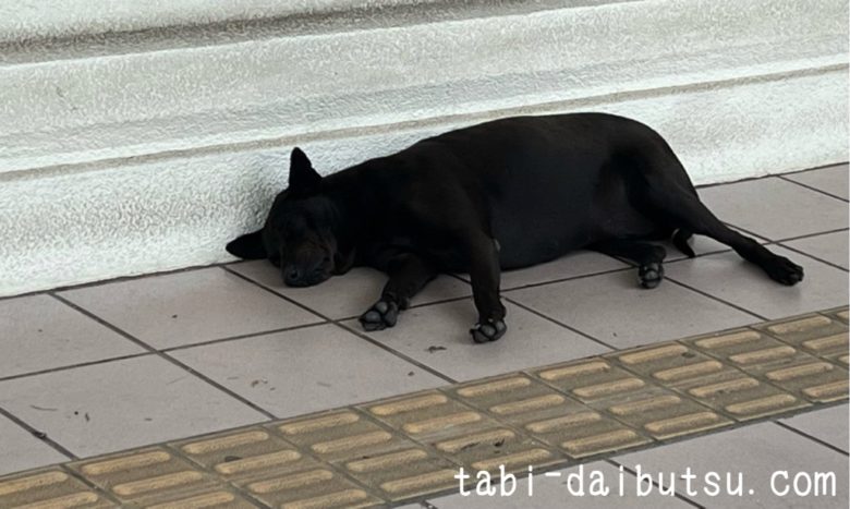 駅で寝てる犬