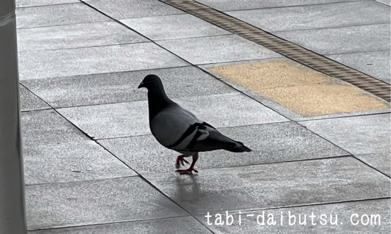 屏東駅の土鳩